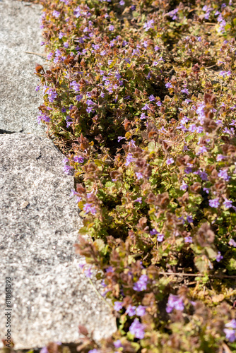 Ground ivy or Glechoma Hederacea plant in Saint Gallen in Switzerland