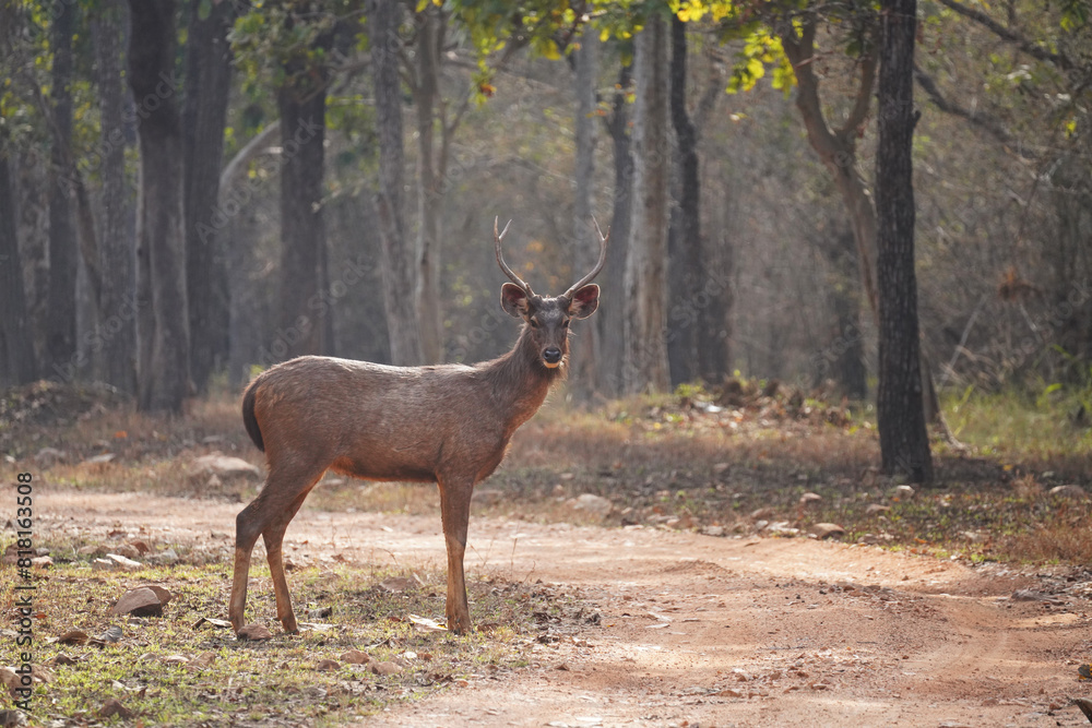 Cerf de Duvaucel ou Barasingha (Rucervus duvaucelii) dans le parc national de Tadoba, État du Maharashtra, Inde