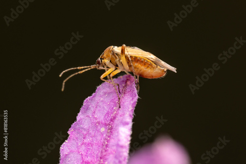 Pflanzenwanze Lygus lineolaris makro photo