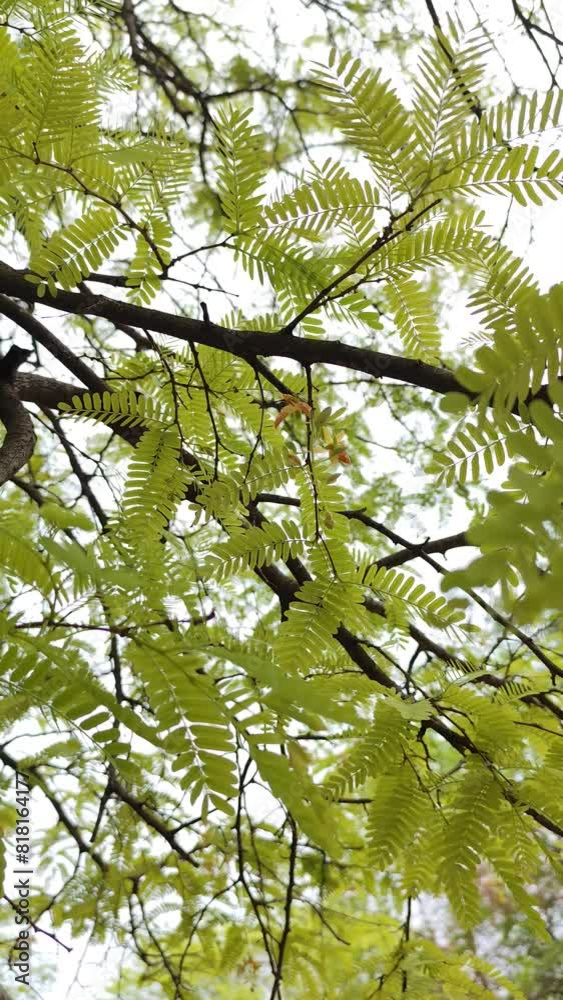 Beautiful leaves and yellow flowers of tamarind tree. arc shot Beautiful leaves and yellow flowers of tamarind tree. arc shot