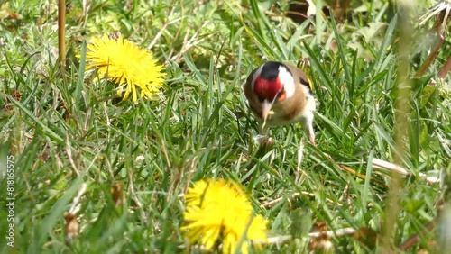 A goldfinch with its striking, brightly colored plumage eating seeds and plants on the ground in a public park