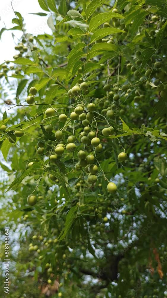 Neem fruits and leaves , top close up view Neem fruits and leaves , top close up view