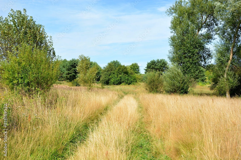 A meadow with a road trodden in the background, forest A meadow with a road trodden in the background, forest