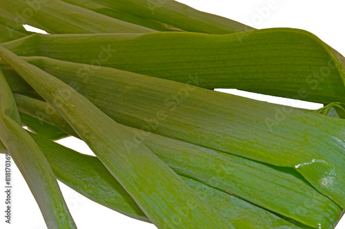 green onion isolated on white background