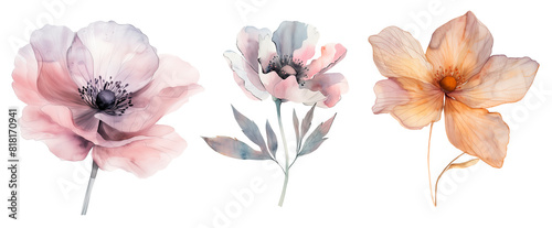 Watercolor Illustration of Wildflowers.