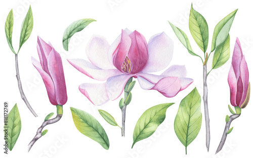 Watercolor set of magnolia flower  leaves and buds. A blooming flower.