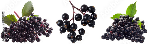 Set of three bunches of elderberries isolated on a white background