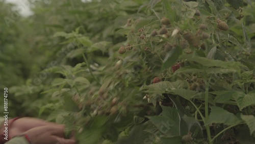 Hands Picking Raspberries