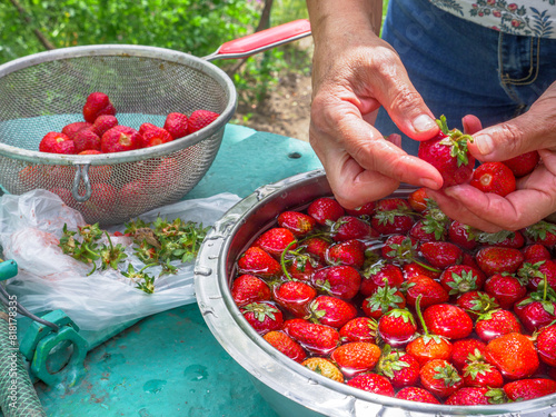 Obraz na płótnie Female hands washing fresh ripe strawberries in a bowl of water standing on a lid of an old-fashioned well. Skimmer full of berries standing nearby. Healthy eco food concept. w salonie