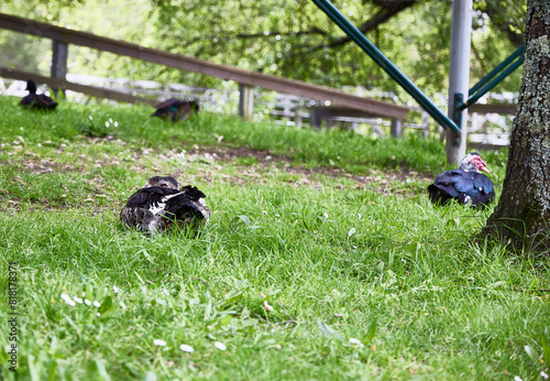 Duck in a garden. A duck rests while looking at the photographer, while a turkey appears in the background, out of focus