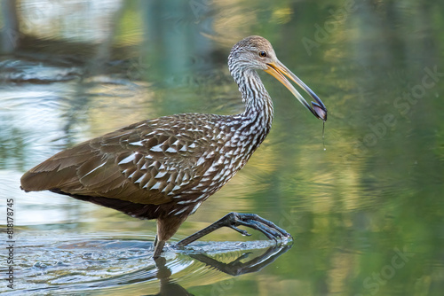 Limpkin walking in water with clam in mouth