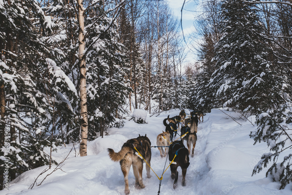 Dog sledding in Northern Quebec, Canada Dog sledding in Northern Quebec, Canada