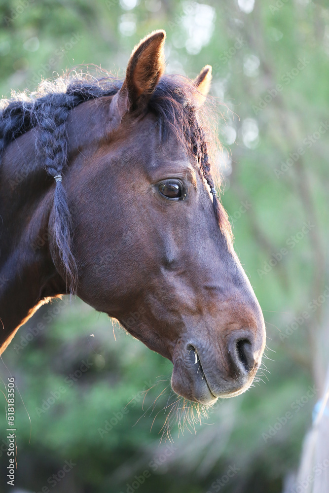 Portrait of a purebred horse outdoors. Extreme closeup of a purebred domestic horse. Equestrian life. Portrait of a purebred horse outdoors. Extreme closeup of a purebred domestic horse. Equestrian life.