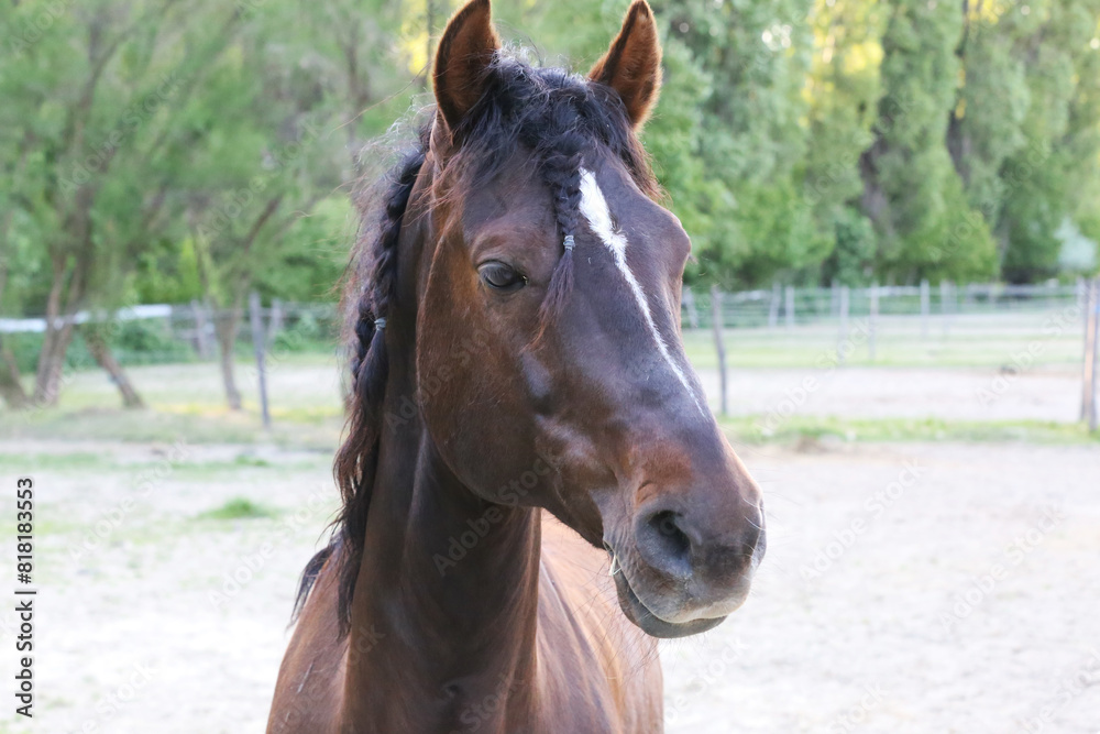 Portrait of a purebred horse outdoors. Extreme closeup of a purebred domestic horse. Equestrian life. Portrait of a purebred horse outdoors. Extreme closeup of a purebred domestic horse. Equestrian life.