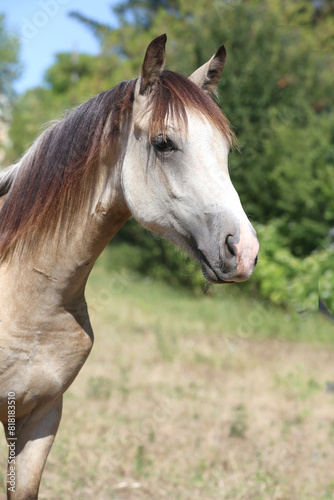 Portrait of a purebred horse outdoors. Extreme closeup of a purebred domestic horse. Equestrian life. © acceptfoto