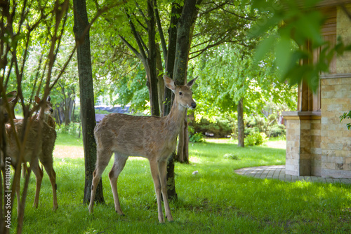 deer in the park, selective focus