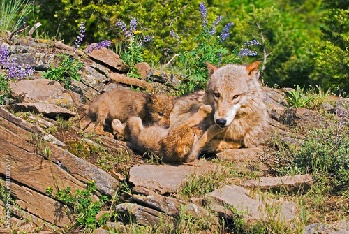 Wolf Cubs And Mother At Den Site