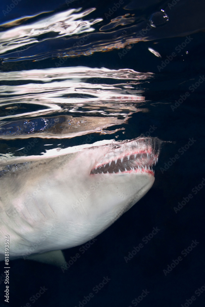 Fototapeta premium Shark Jaws And Teeth