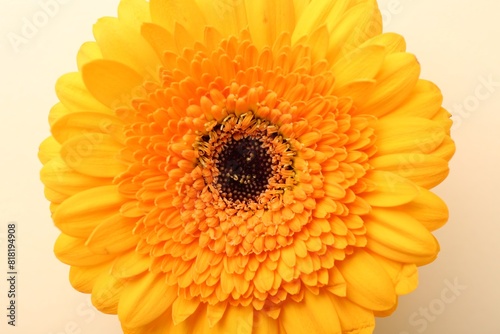 Beautiful yellow gerbera flower on beige background  top view