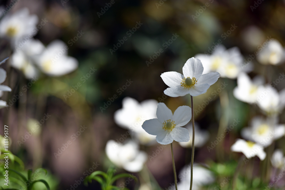 Anemone sylvestris. delicate flowers in the garden, in the flowerbed. floral background. beautiful delicate Anemone sylvestris. white flowers on a natural background. close-up. sunlight. spring season