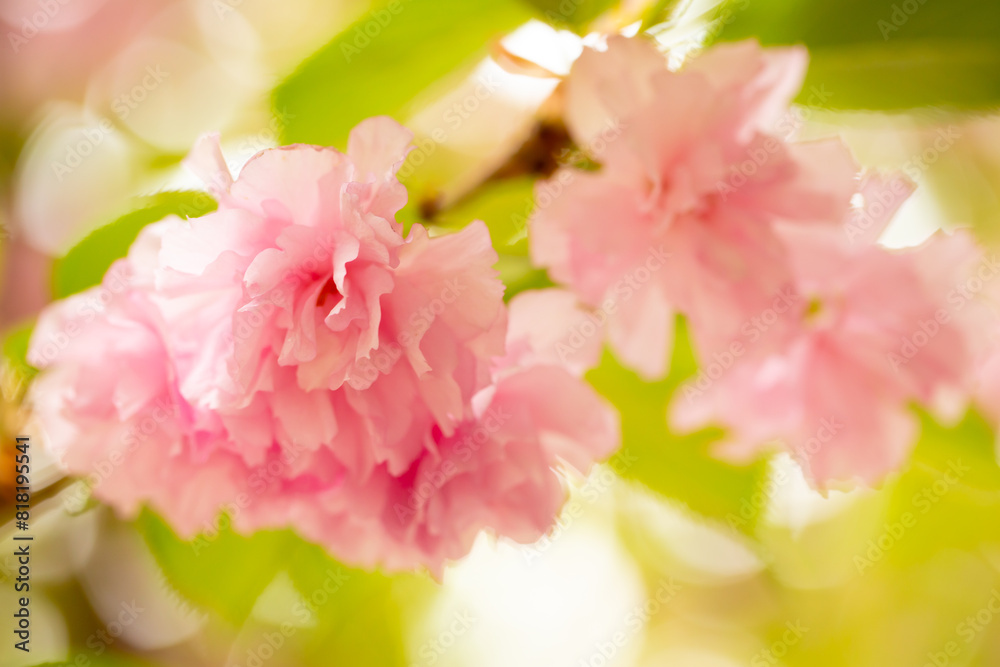 Sakura. Cherry blossom, branches with flowers sway in the wind. Pink flowers of the sakura tree. Spring landscape with flowering trees. Beautiful nature on a sunny day. Sakura. Cherry blossom, branches with flowers sway in the wind. Pink flowers of the sakura tree. Spring landscape with flowering trees. Beautiful nature on a sunny day.