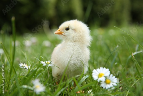 Cute chick with chamomile flowers on green grass outdoors, closeup. Baby animal