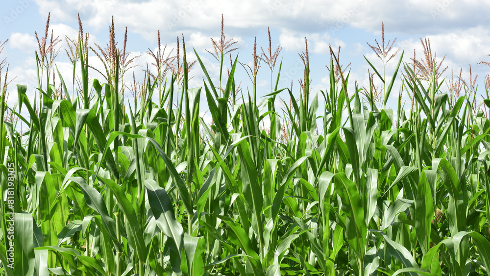 Obraz premium ears of corn and green leaves on a field background close-up. Corn farm. A selective focus picture of corn cob in organic corn field. concept of good harvest, agricultural
