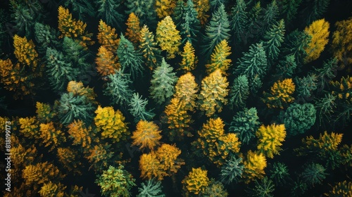  A bird's-eye perspective of a grove of trees with intermixed yellow and green canopies photo