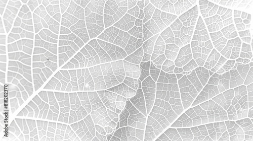  A tight shot of a leaf's textured white surface against a plain paper background