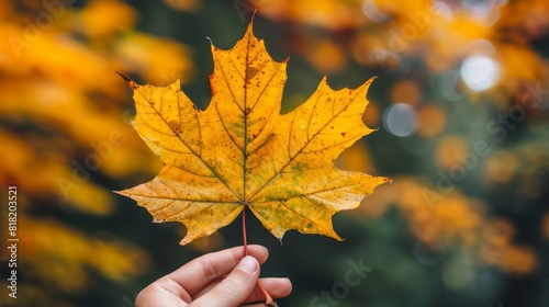  A hand holds a yellow maple leaf against a tree backdrop  its leaves matching  with a blurred foreground of similar hue surrounding
