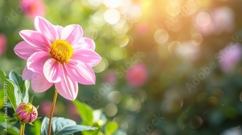  A tight shot of a pink bloom against a backdrop of indistinct pink and yellow blossoms  with green foliage in the foreground