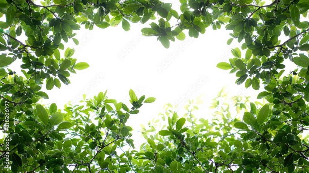  A view up at a white sky through the leaves of a tree presents a green, densely leafed foreground