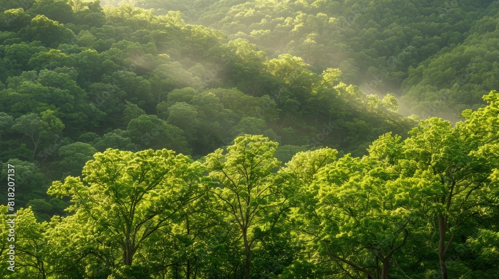 A forest teeming with numerous trees, cloaked in mist, sun illuminating tree tops ..Or:..In this forest, countless trees are A forest teeming with numerous trees, cloaked in mist, sun illuminating tree tops ..Or:..In this forest, countless trees are