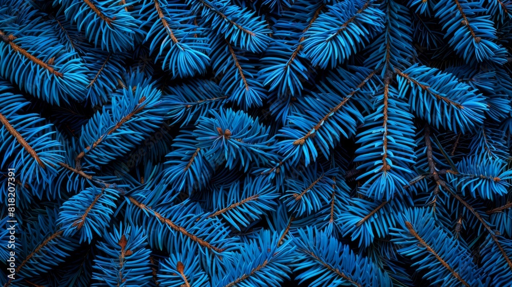  A tight shot of a blue pine branch segment, featuring a multitude of blue needles Topmost needles exhibit a bluish cast, contrasting with the brown tips at their ends