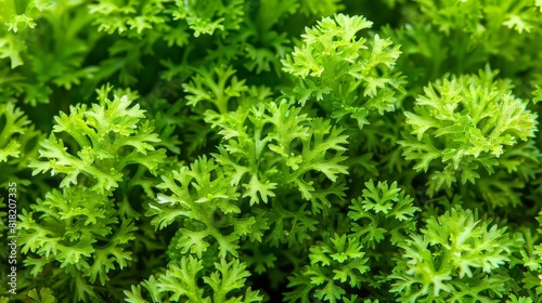  A tight shot of a verdant plant, its crown teeming with numerous tiny green leaves, with the plant's uppermost section occupying the image's heart