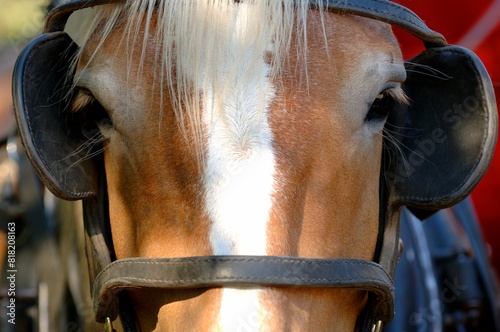 Horse With Blinders