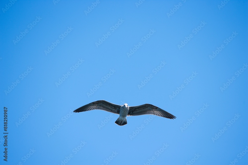Seagull Flying Seagull Flying