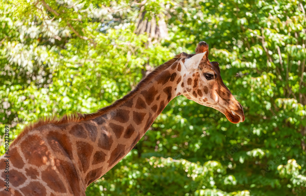 Graceful giraffe stands amidst lush greenery, its long neck prominent against the dappled sunlight filtering through trees Graceful giraffe stands amidst lush greenery, its long neck prominent against the dappled sunlight filtering through trees