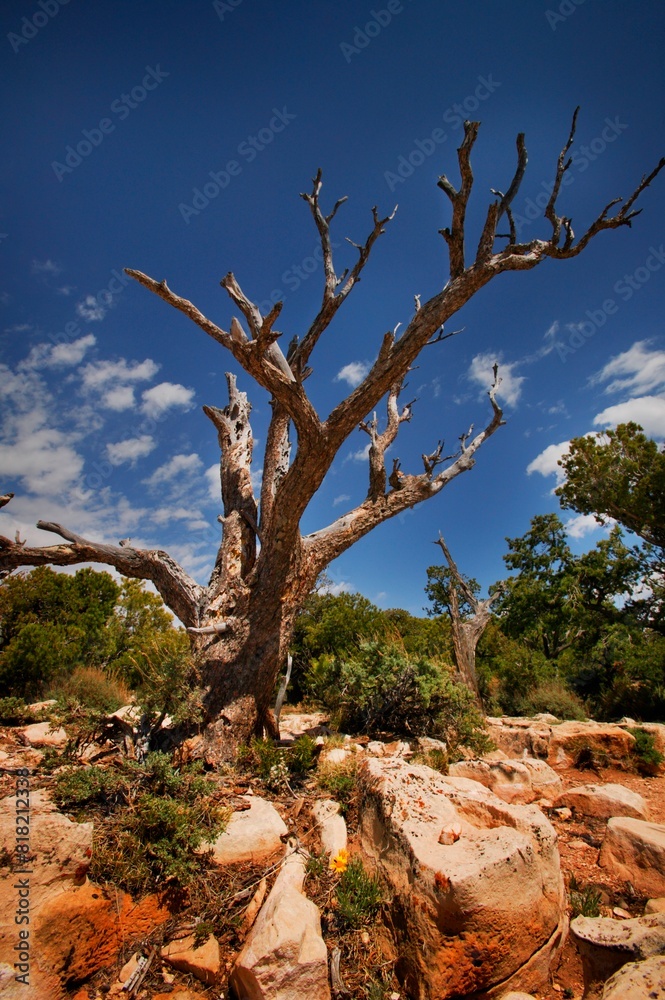 Dead Tree Dead Tree