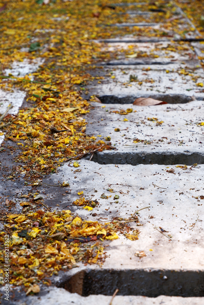 Obraz premium Yellow leaves fall on the road in the city. Close-up street scene of natural leaves texture in autumn season. Background of road surface with fallen yellow flowers with concept of seasons and nature.