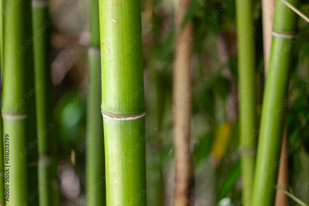 Closeup of natural textured green bamboo stalks with serene blurred forest background captured in detail Closeup of natural textured green bamboo stalks with serene blurred forest background captured in detail