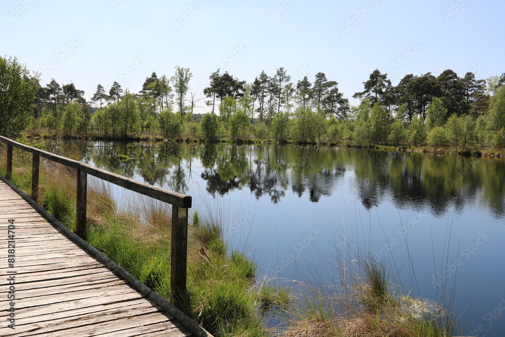 Landschaft am Rundweg mit Steg im Moor / Pietzmoor in der Lüneburger Heide in Schneverdingen