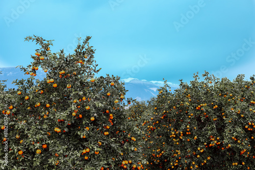 Orange trees in orchard with snow-capped mountains
