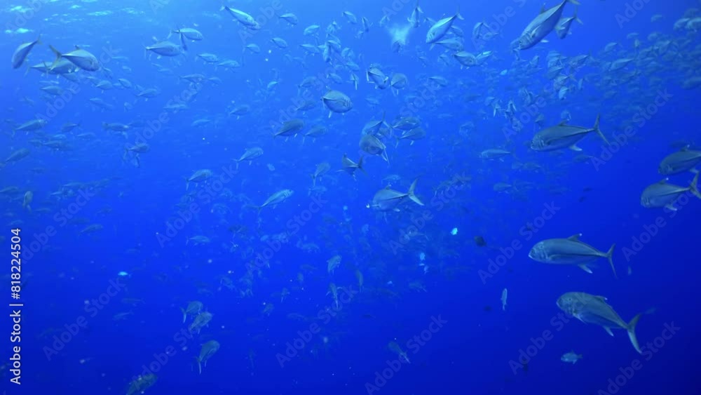 A dense school of fish moves as one in the tropical waters, showcasing their collective grace. Cocos Island, Costa Rica. A dense school of fish moves as one in the tropical waters, showcasing their collective grace. Cocos Island, Costa Rica.