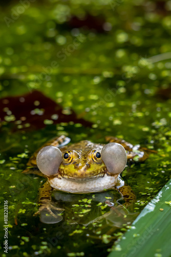 Frog calling in water. One breeding male pool frog crying with vocal sacs on both sides of mouth. Pelophylax lessonae.