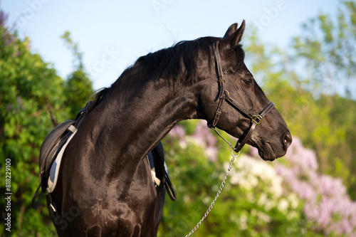 portrait of beautiful black stallion posing nearly blossom lilac at sunny spring evening. close up