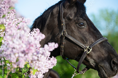 close up portrait of beautiful black stallion posing nearly blossom lilac at sunny spring evening