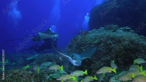 Wallpaper Mural Divers observing spotted eagle rays (Aetobatus narinari) swimming above reef. Wide slow motion shot captures interaction between humans and marine life in vibrant waters of Cocos Island. Torontodigital.ca
