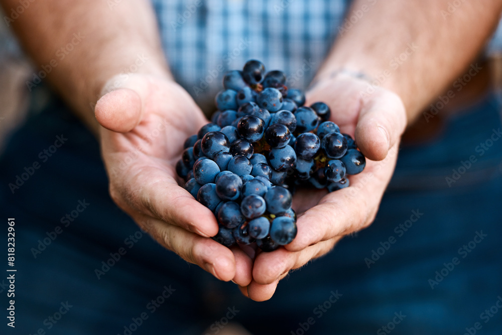 Vineyard, grapes and hands of farmer in outdoor for harvest, growth or agriculture in countryside. Sustainability, fruit and man with produce for wine making, viticulture or farming in Tuscany Vineyard, grapes and hands of farmer in outdoor for harvest, growth or agriculture in countryside. Sustainability, fruit and man with produce for wine making, viticulture or farming in Tuscany