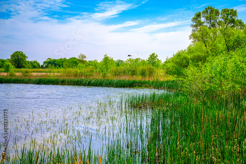 Fototapeta Naklejka Na Ścianę i Meble -  The wildlife conservation area on the lake in Hartford, Minnehaha County, South Dakota: The tranquil summer landscape of the midwestern lakeshore
